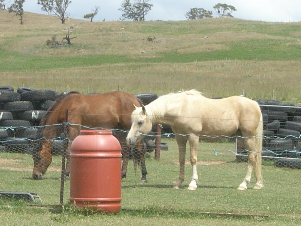 Alpine Country Motel Plus Free Coffee Cooma Exteriör bild