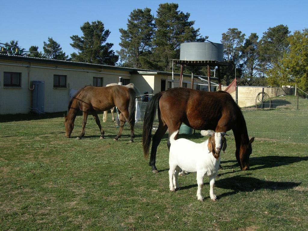 Alpine Country Motel Plus Free Coffee Cooma Exteriör bild